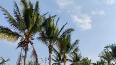 Hindistan cevizi ağacı yapraklarının hareket eden bulutlarla rüzgarda uçuşunu gösteren zaman ayarlı video.