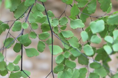 Maidenhair eğreltiotu ya da Suplir süs bitkileri için iyidir.