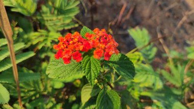 Çiçek açan turuncu Lantana Camara çiçekleri