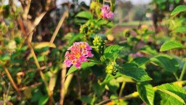 Pembe Lantana Camara çiçekleri açıyor.