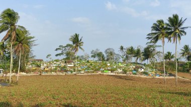 Hasat edilen ve tekrar ekilmeye hazır olan şeker kamışı tarlalarındaki tarımın dokusu.