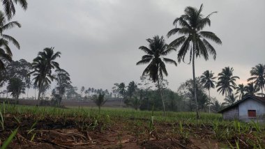 Hasat edilen ve tekrar ekilmeye hazır olan şeker kamışı tarlalarındaki tarımın dokusu.