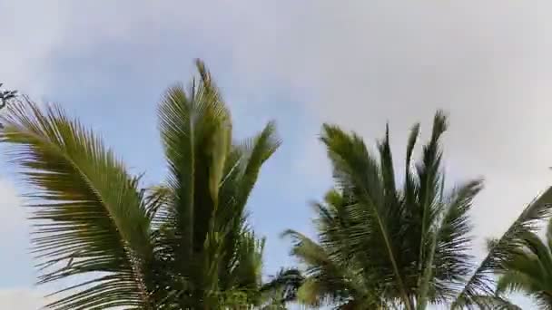 Timelapse Vídeo Coqueiros Soprando Vento Com Nuvens Correndo Céu Azul — Vídeo de Stock