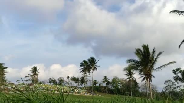 Video Timelapse Pohon Kelapa Bertiup Dalam Angin Dengan Awan Berjalan — Stok Video