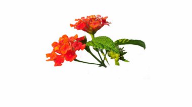 Çiçek açan turuncu Lantana Camara çiçekleri