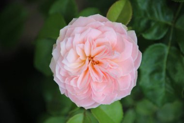 Evin önündeki bahçede, arka planda bulanık bir şekilde açan pembe güller.