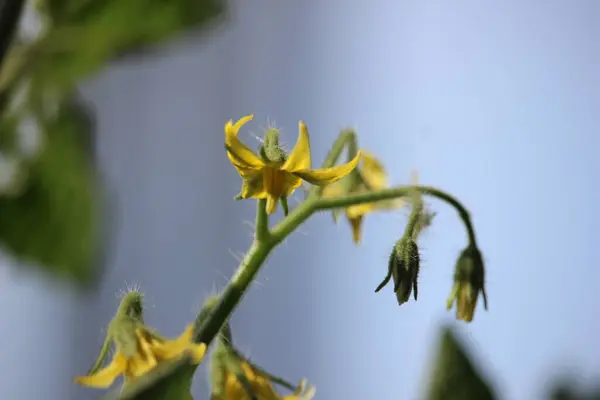 yellow tomato flowers with a blurred background, in front of the house