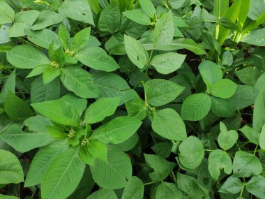 Evin arkasındaki bahçede gezinen yeşil yaprakları kapatın. Arka plan kağıdı için uygun.