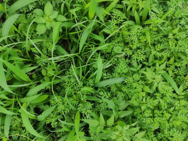 Evin arkasındaki bahçedeki yaprak dokusunu kapat, arka plan duvar kâğıdı için uygun.