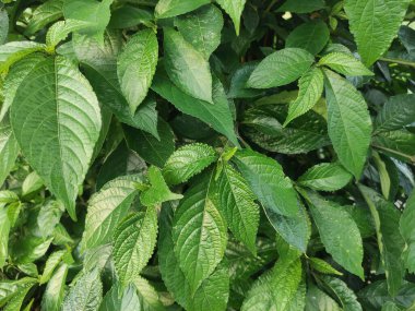 Evin arkasındaki bahçede gezinen yeşil yaprakları kapatın. Arka plan kağıdı için uygun.