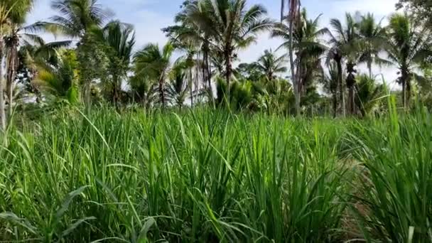 Hojas Caña Azúcar Verde Soplan Por Viento Jardín Detrás Casa — Vídeos de Stock