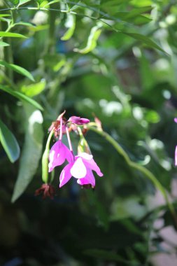 Spatthoglottis plicata veya mor toprak arkaplanı bulanık orkide çiçeği