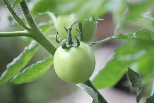 tomatoes on a tree with thick green leaves with a blurry background