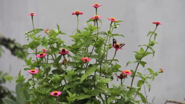 꽃에서 나비의 클로즈업 — 비디오