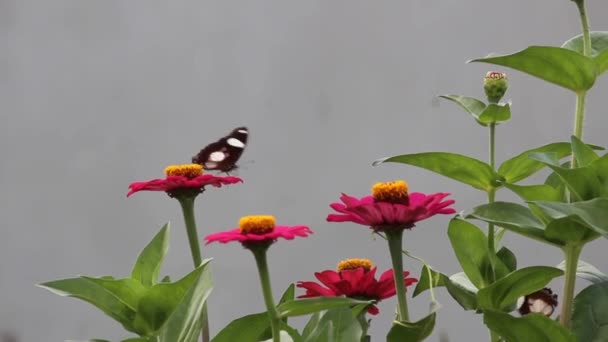 꽃에서 나비의 클로즈업 — 비디오