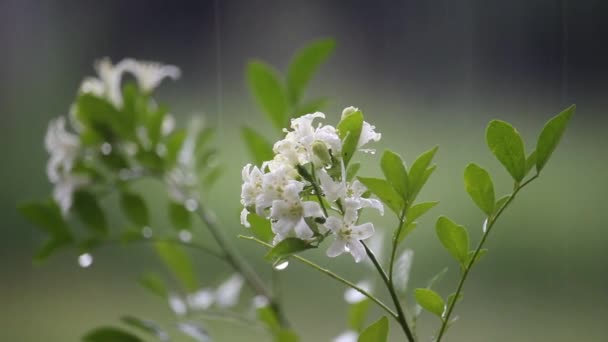 Primer Plano Myrtle Japonés Flores Murraya Paniculata Balanceándose Bajo Lluvia — Vídeo de stock