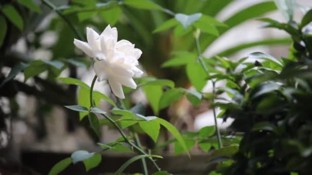 Крупним Планом Білі Троянди Квітучі Вітрі — стокове відео