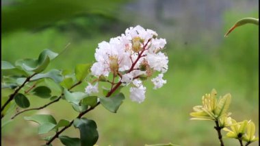 Beyaz lagerstroemia indica L. Ya da kazanırken açan krep mersin çiçekleri.