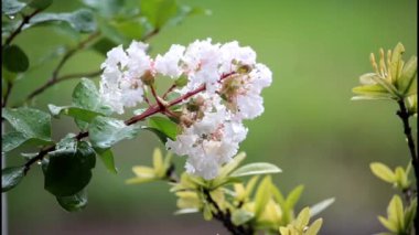 Lagerstroemia indica L. Ya da yağmur ve rüzgarda açan beyaz krep mersin çiçekleri.