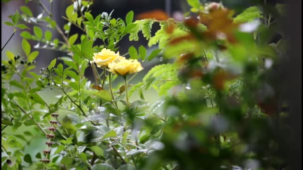 Rosas Amarelas Florescem Vento Chuva — Vídeo de Stock