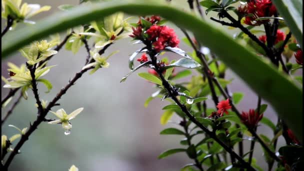 Regentropfen Fließen Zwischen Ashoka Blütenblättern — Stockvideo