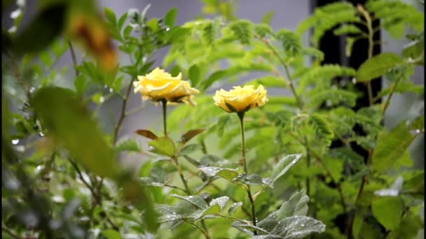 Yellow Roses Bloom Wind Rain — Stock Video