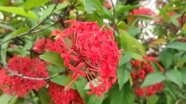 Rüzgarda Sallanan Kırmızı Asoka Çiçeklerine Yaklaş — Stok video