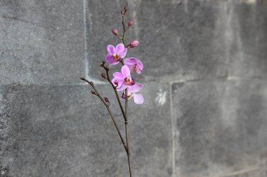 Doğa Taşı Arkaplanlı Mor Doritis Orkide Çiçeği