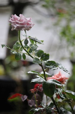 Mor güller bulanık arkaplanlı yağmur suyuna maruz kalırlar.