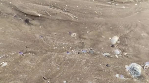 Μικρό Ποτάμι Ροή Νερού Στην Άμμο Παραλία Μικρά Κουφάρια Κέλυφος — Αρχείο Βίντεο