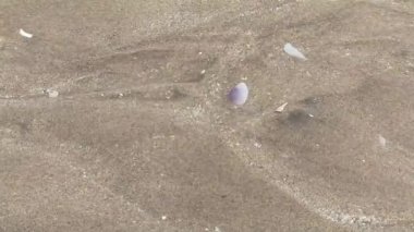 Küçük deniz suyu, kumsalda küçük deniz kabukları ile birlikte akar.
