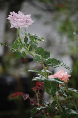 Mor güller bulanık arkaplanlı yağmur suyuna maruz kalırlar.
