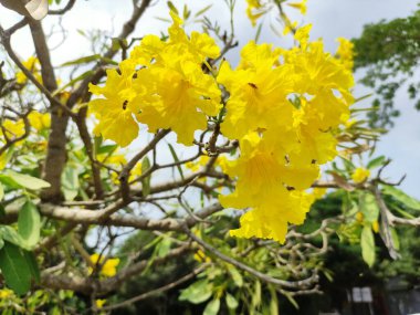 Handroanthus chrysotrichus çiçekleri, veya sarı Tabebuia chrysotricha çiçekleri şehir parkında çiçek açıyor.