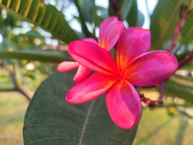 Kırmızı Plumeria Rubra çiçekleri bulanık bir arka planla çiçek açıyor.