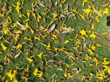 Düşen kurumuş sarı çiçeklerin dokusu resimlere ve arka plan duvar kağıdına uygundur