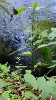 Endonezya 'nın Doğu Java bölgesindeki Lumajang bölgesinde bozulmamış bambu ormanları baharı.