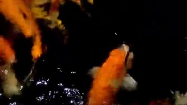 Bir grup renkli koi balığı, ağırlıklı olarak kırmızı, turuncu ve beyaz, küçük bir gölette