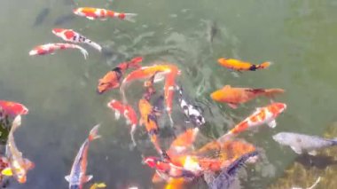 Bir grup renkli koi balığı, ağırlıklı olarak kırmızı, turuncu ve beyaz, küçük bir gölette