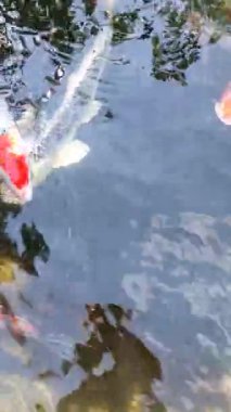 Bir grup renkli koi balığı, ağırlıklı olarak kırmızı, turuncu ve beyaz, küçük bir gölette