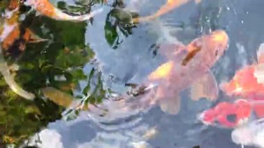 Bir grup renkli koi balığı, ağırlıklı olarak kırmızı, turuncu ve beyaz, küçük bir gölette