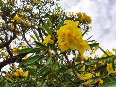 Handroanthus chrysotrichus çiçekleri, veya sarı Tabebuia chrysotricha çiçekleri şehir parkında çiçek açıyor.