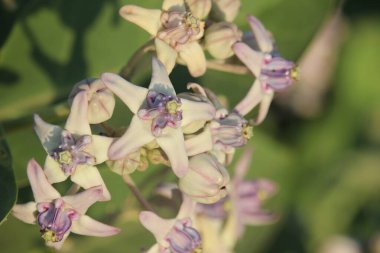 Calotropis gigantea, Kamboçya, Vietnam, Bangladeş, Endonezya, Malezya, Tayland, Sri Lanka, Hindistan, Çin, Pakistan ve Nepal 'e özgü bir Calotropis türüdür..