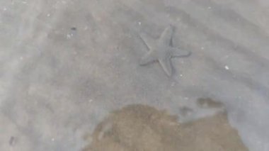 Echinodermata filumuna ait bir denizyıldızı hayvanı sahilin kıyısındaki suda yürüyor.