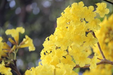 Tabebuya 'yı kapatın (Handroanthus chrysotrichus), Sarı Tabebuya veya Altın Trompet Ağacı çiçek açtı