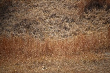 Bitmeyen sıcaktan dolayı kuru, çorak otlar.
