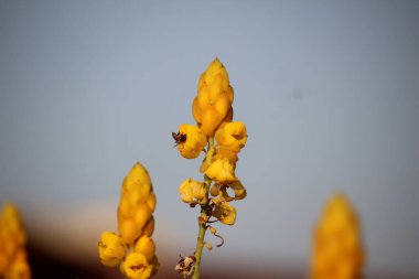 Çiçek açan sarı Senna alata ya da şamdan çiçekleri arılar tarafından istila edilmiş.