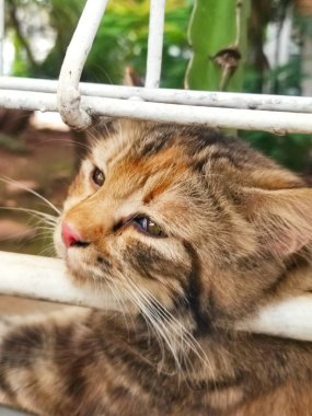 Bir turuncu kedi yemek yedikten sonra tembelleşiyor.