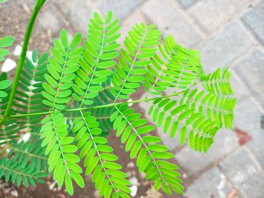 Genç yeşil yaprakların dokusunu kapat