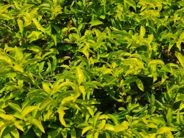 Genç yeşil yaprakların dokusunu kapat