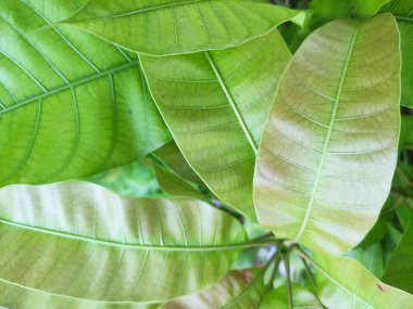 Genç yeşil yaprakların dokusunu kapat